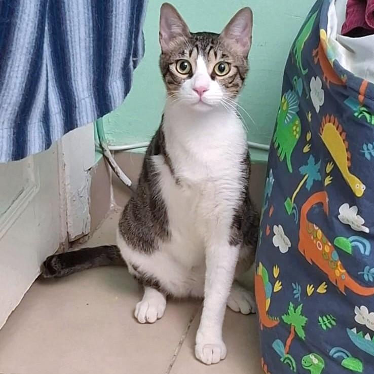 Oscar the Sweet (Tripod), a Adoptable mixed breed in Mississauga, ON image 4/6