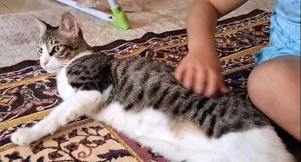 Oscar the Sweet (Tripod), a Adoptable mixed breed in Mississauga, ON image 5/6