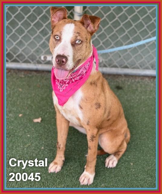 CRYSTAL, ADOPTABLE, Young Female Shepherd & Pit Bull Terrier.