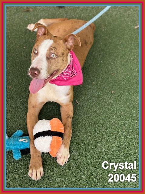 Enlarge CRYSTAL, a ADOPTABLE mixed breed in Marietta, GA image 6/6