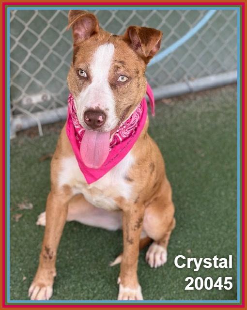Enlarge CRYSTAL, a ADOPTABLE mixed breed in Marietta, GA image 4/6