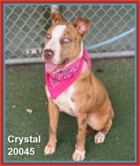 Enlarge CRYSTAL, a ADOPTABLE mixed breed in Marietta, GA image 2/6