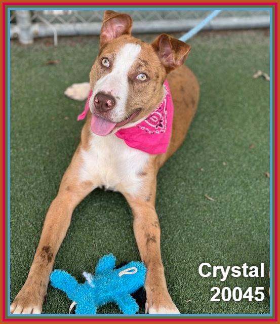 Enlarge CRYSTAL, a ADOPTABLE mixed breed in Marietta, GA image 3/6