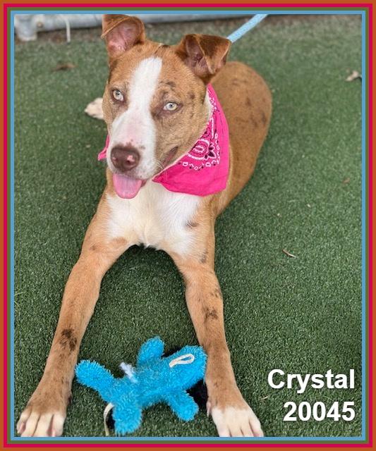 Enlarge CRYSTAL, a ADOPTABLE mixed breed in Marietta, GA image 5/6
