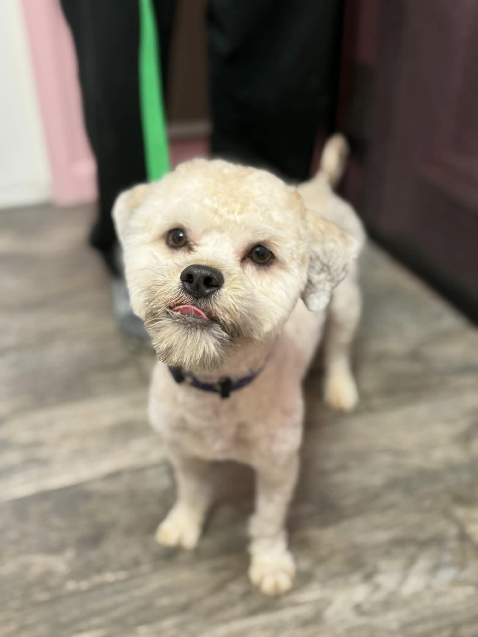 Enlarge Bryer, an adopted mixed breed in Yorktown, VA image 3/5