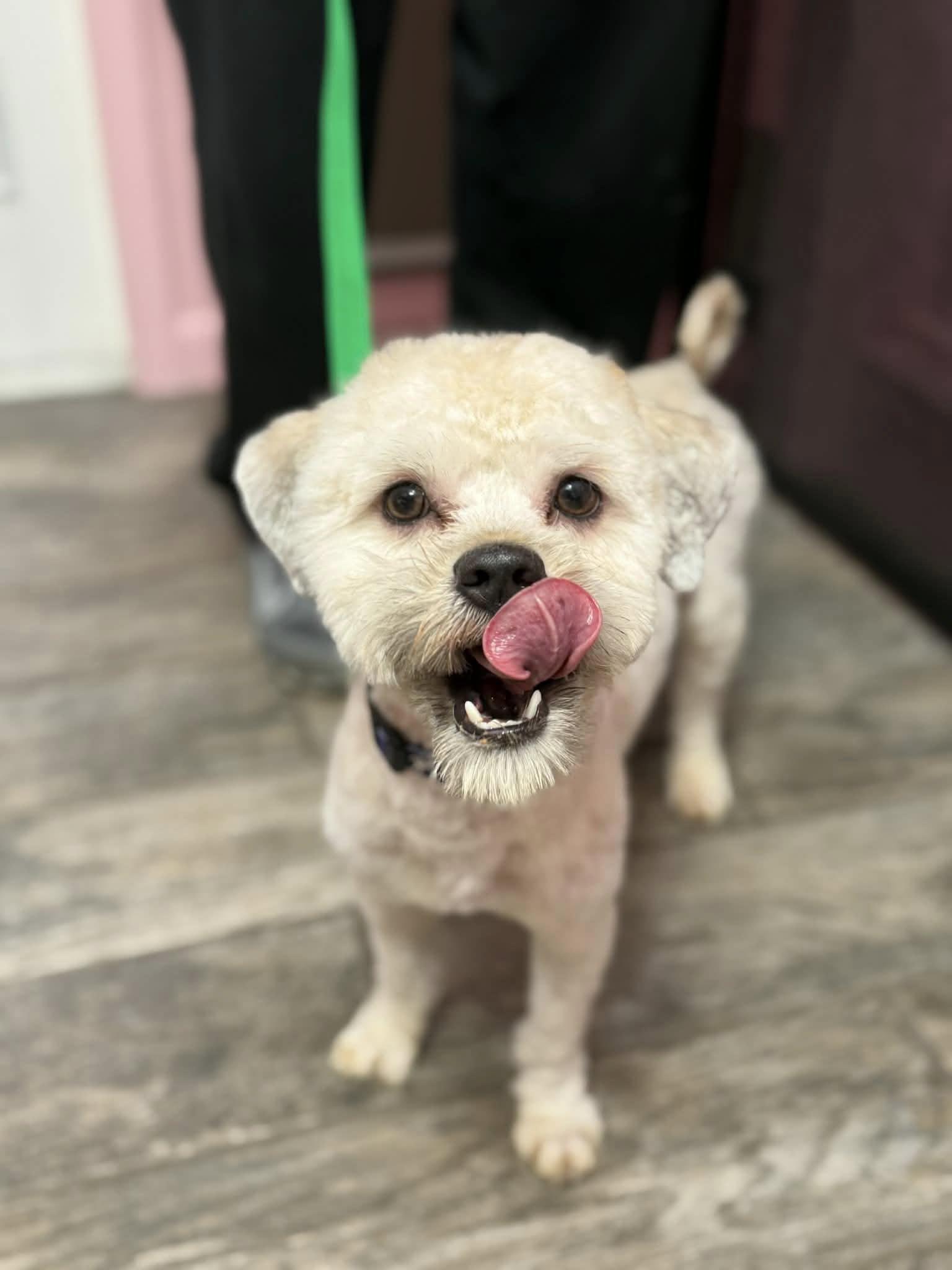 Enlarge Bryer, an adopted mixed breed in Yorktown, VA image 5/5