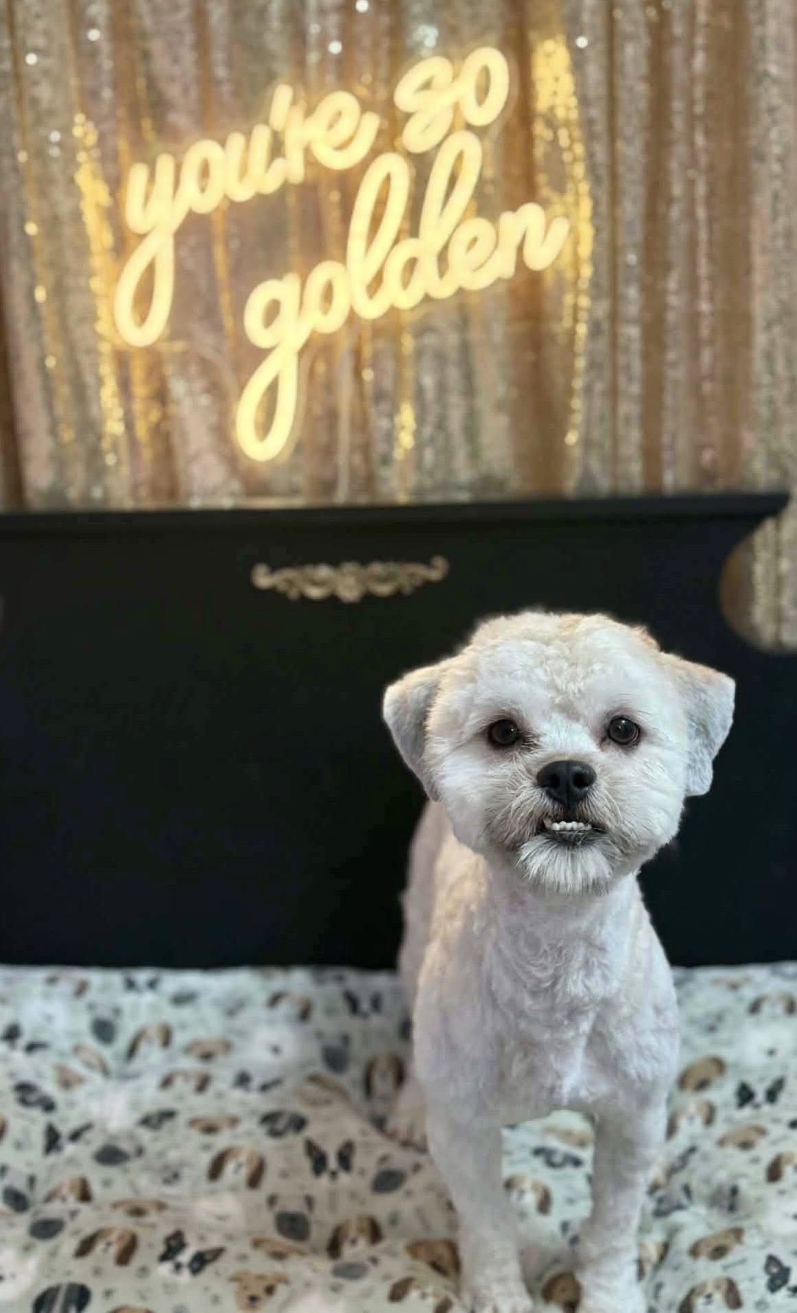 Enlarge Bryer, an adopted mixed breed in Yorktown, VA image 4/5