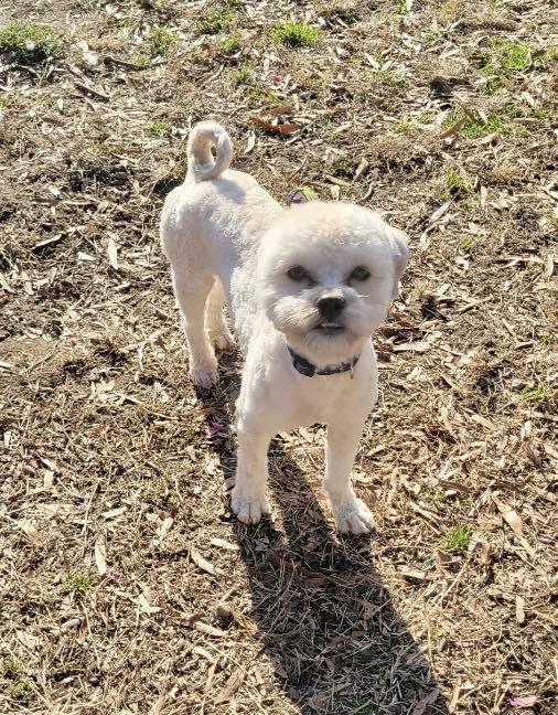 Bryer, ADOPTABLE, Adult Male Bichon Frise & Shih Tzu.