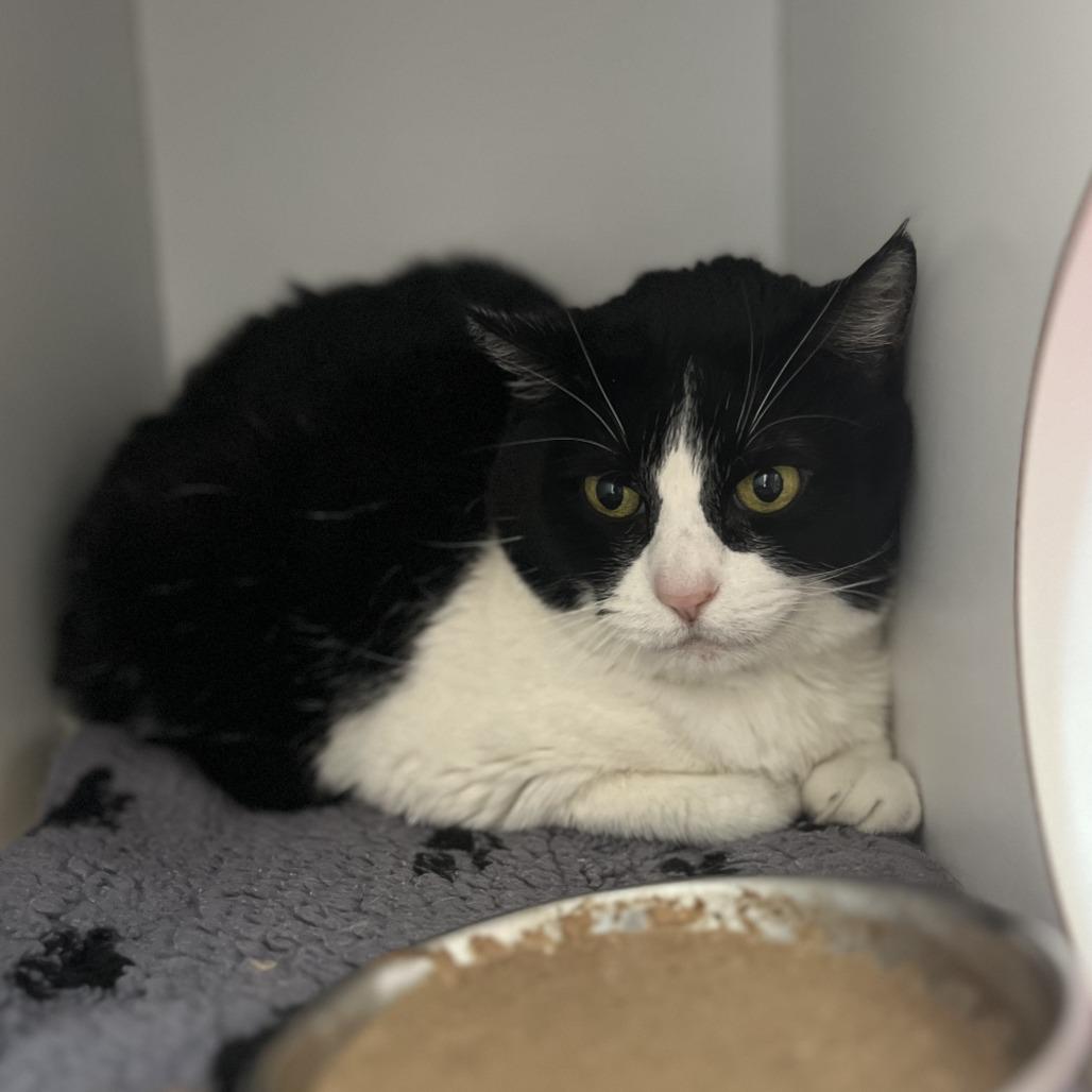 Freemont — thumbnail 2