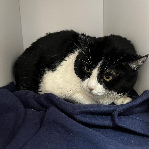 Freemont — thumbnail 3