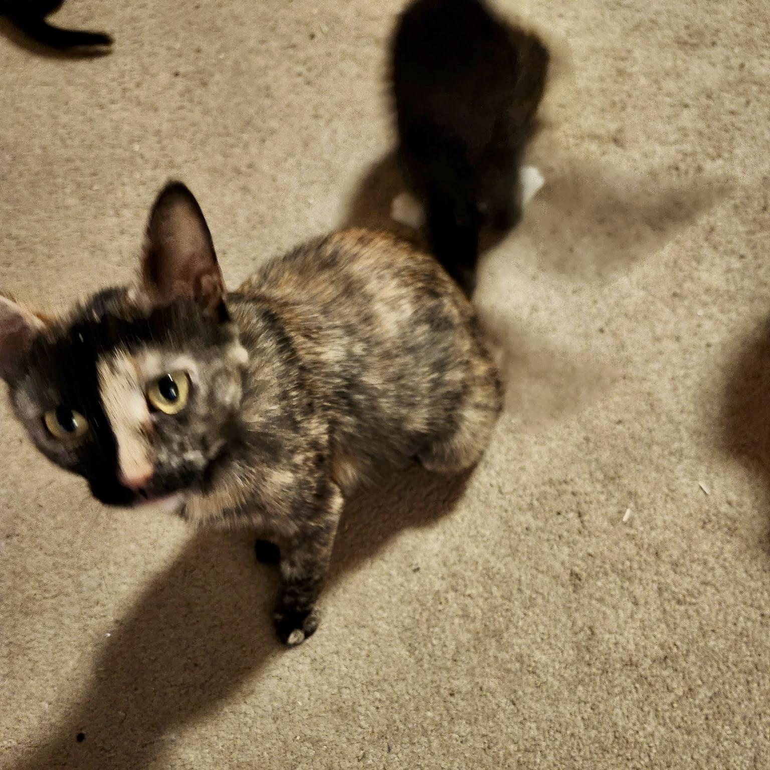 Blue Ribbon, a ADOPTABLE Domestic Short Hair in Richmond, VA image 2/5