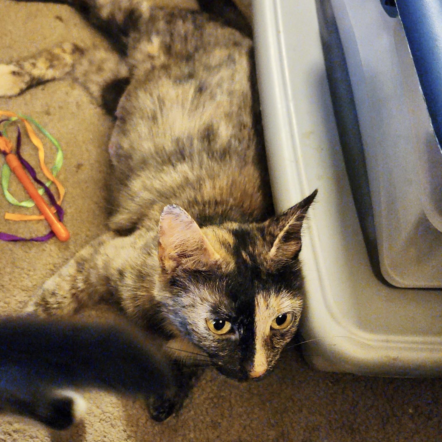 Blue Ribbon, a ADOPTABLE Domestic Short Hair in Richmond, VA image 3/5