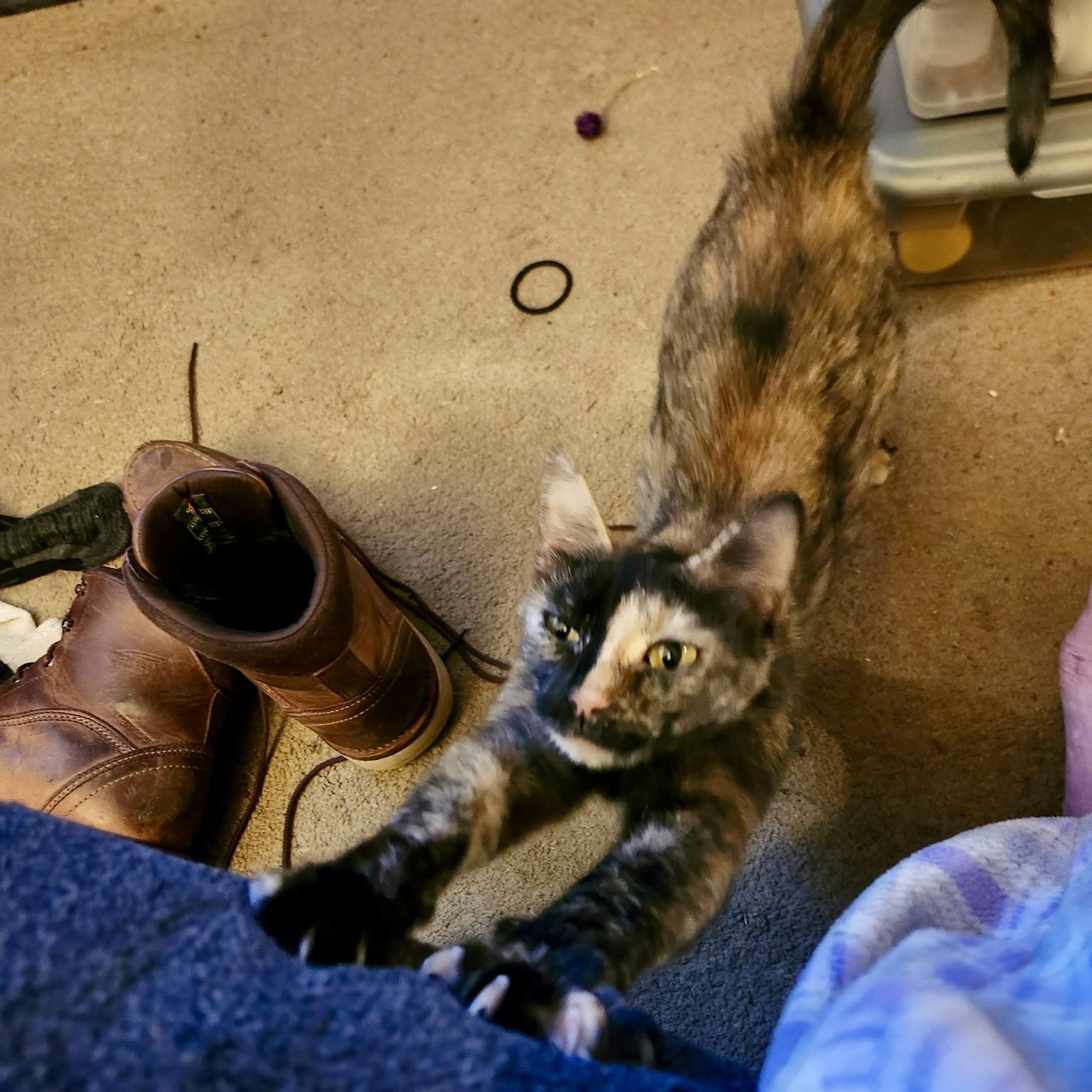 Blue Ribbon, a ADOPTABLE Domestic Short Hair in Richmond, VA image 4/5