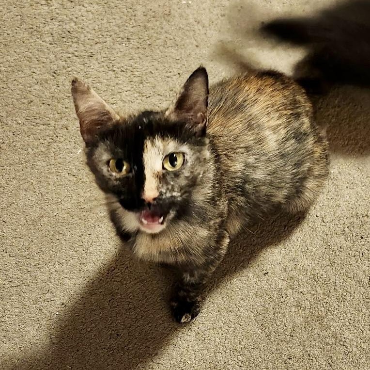 Blue Ribbon, a ADOPTABLE Domestic Short Hair in Richmond, VA image 1/5