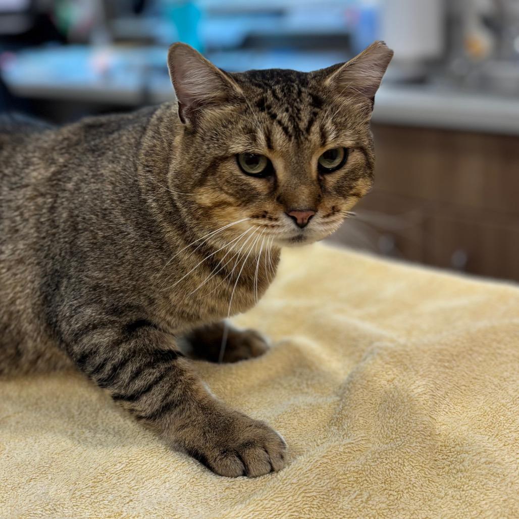 Enlarge Lieutenant Marshall Johansen, a Adoptable Domestic Short Hair in Nashville, IN image 1/1