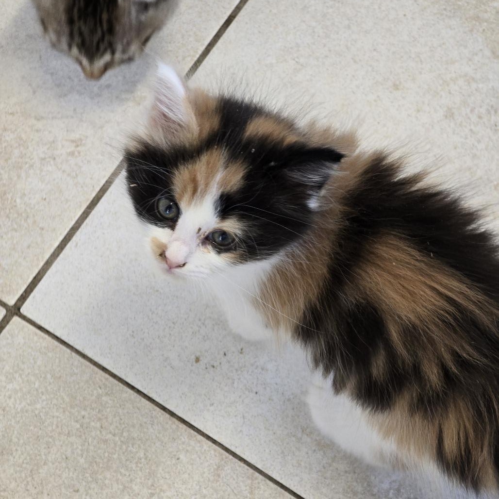 Sunshine, Adopted, Young Female Domestic Long Hair.