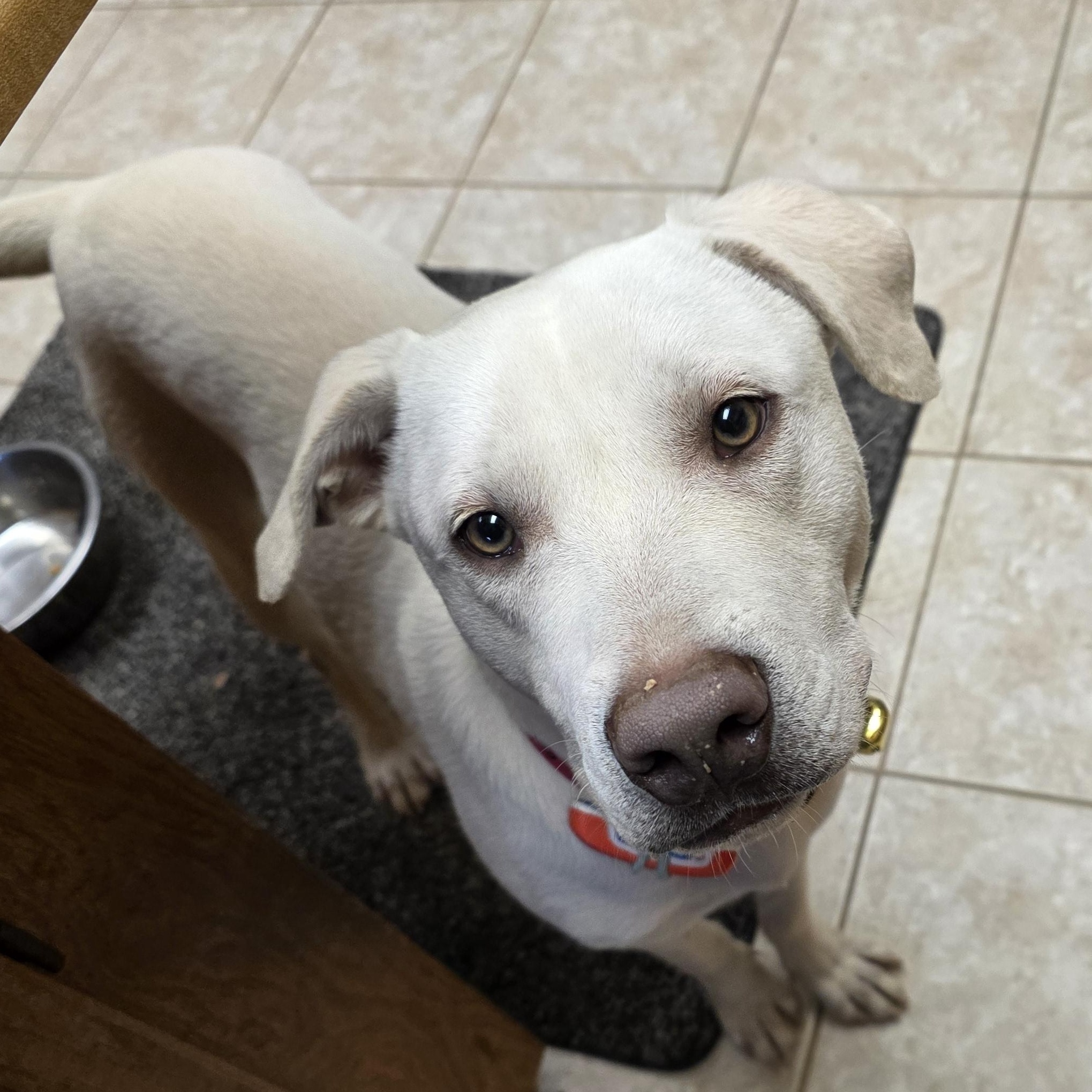 Enlarge George, a ADOPTABLE mixed breed in Sparks, NV image 1/1