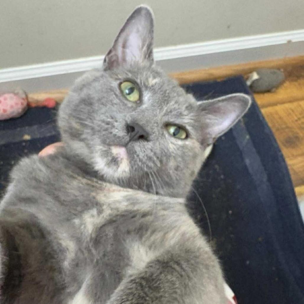 Gracyn, Adoptable, Young Female Domestic Short Hair.