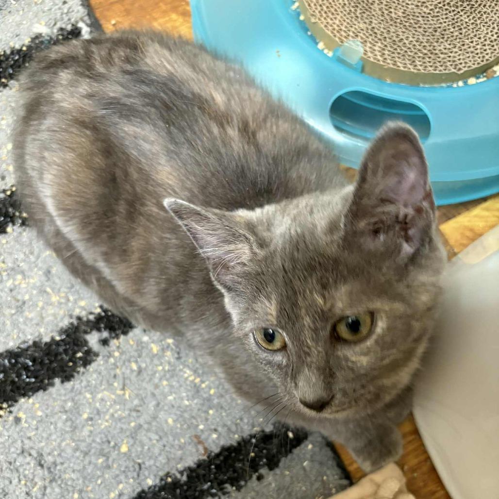 Gracyn, a Adoptable Domestic Short Hair in Winchester, VA image 2/3