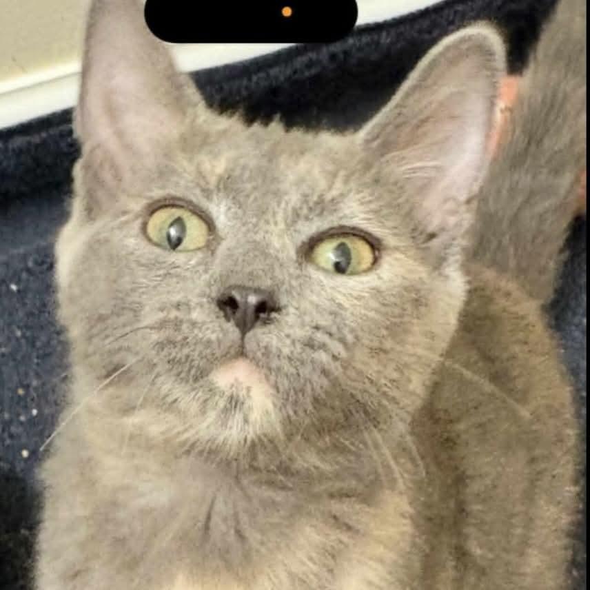 Gracyn, a Adoptable Domestic Short Hair in Winchester, VA image 3/3