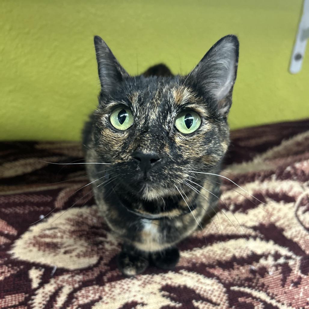 Lyla, Adoptable, Adult Female Domestic Short Hair.