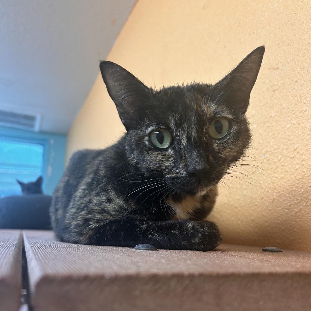 Lyla, a Adoptable Domestic Short Hair in Fresno, CA image 2/6