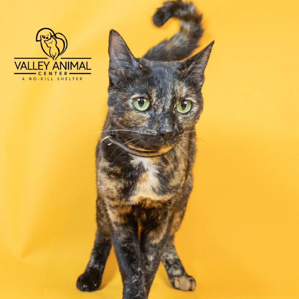 Lyla, a Adoptable Domestic Short Hair in Fresno, CA image 4/6