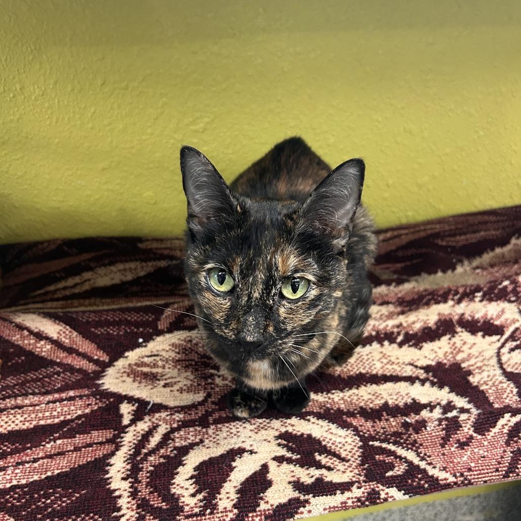 Lyla, a Adoptable Domestic Short Hair in Fresno, CA image 5/6