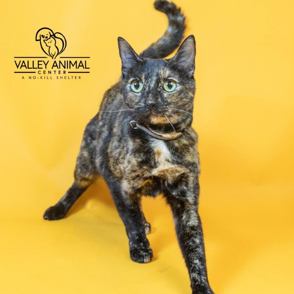 Lyla, a Adoptable Domestic Short Hair in Fresno, CA image 6/6