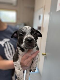 Oreo, Adoptable, Puppy Female Mixed Breed & Pit Bull Terrier.