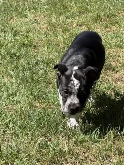 Oreo, a Adoptable mixed breed in Standish, MI image 2/3