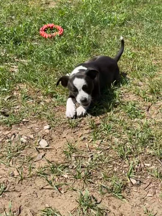 Enlarge Oreo, a Adoptable mixed breed in Standish, MI video 3/3