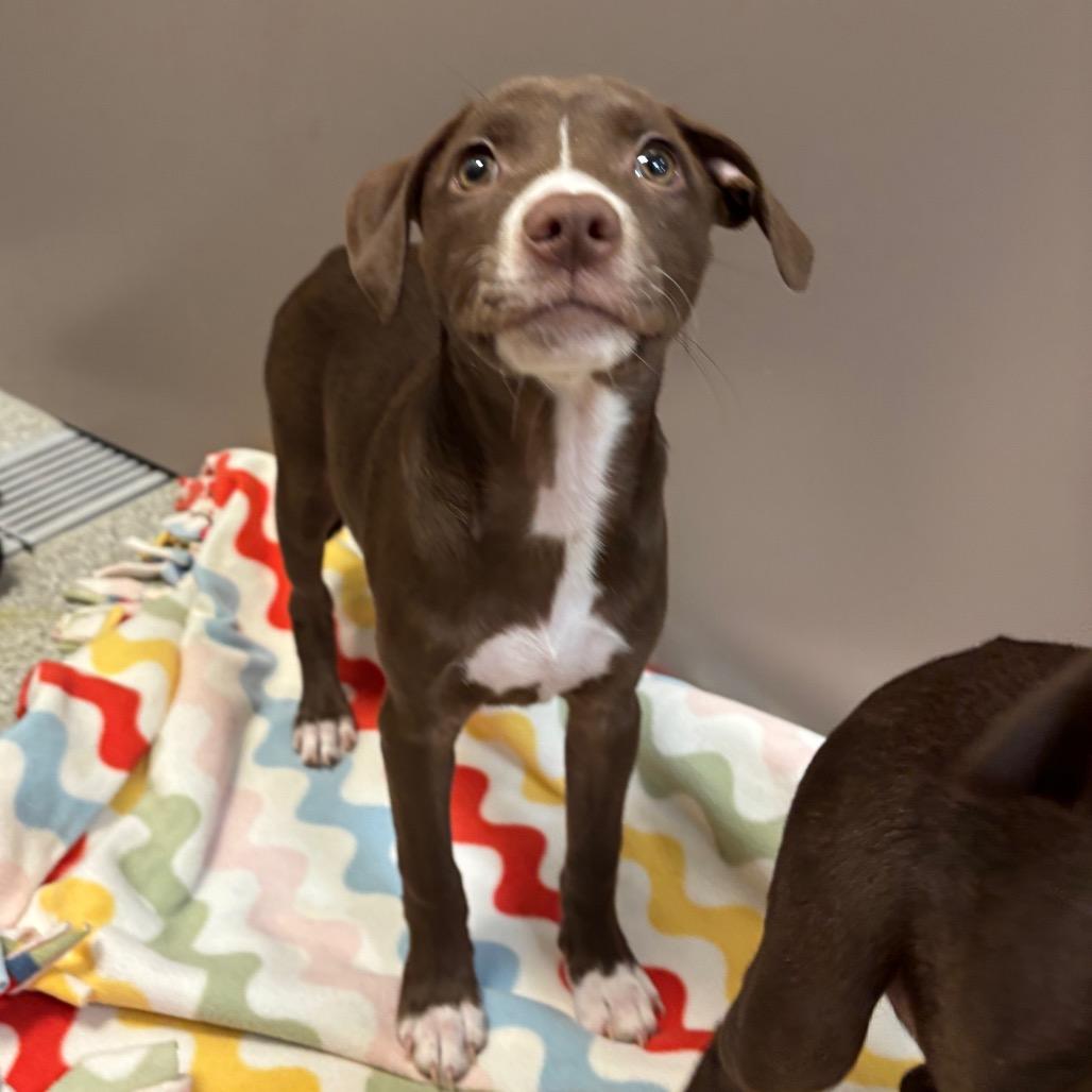 Enlarge Strainer, a Adoptable Mixed Breed in Washington Township, OH image 1/1