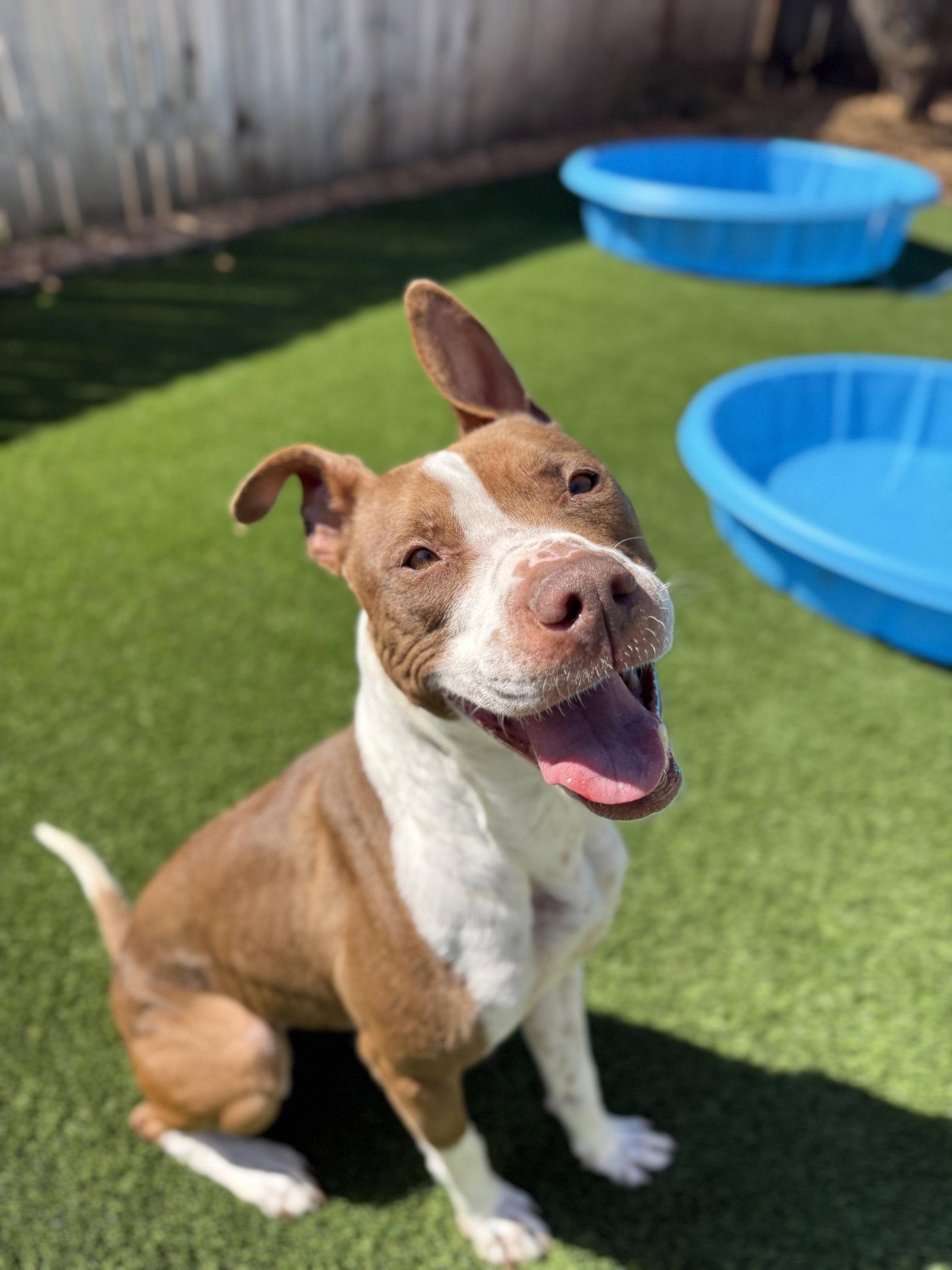Remi, Adoptable, Adult Female Pit Bull Terrier.