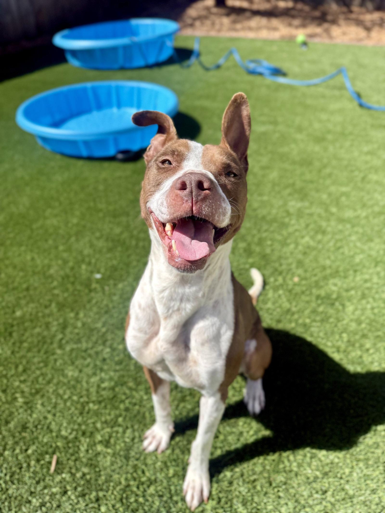 Enlarge Remi, a Adoptable Pit Bull Terrier in Sparks, NV image 3/4