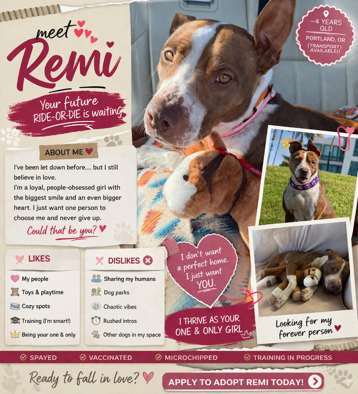 Enlarge Remi, a Adoptable Pit Bull Terrier in Sparks, NV image 1/4