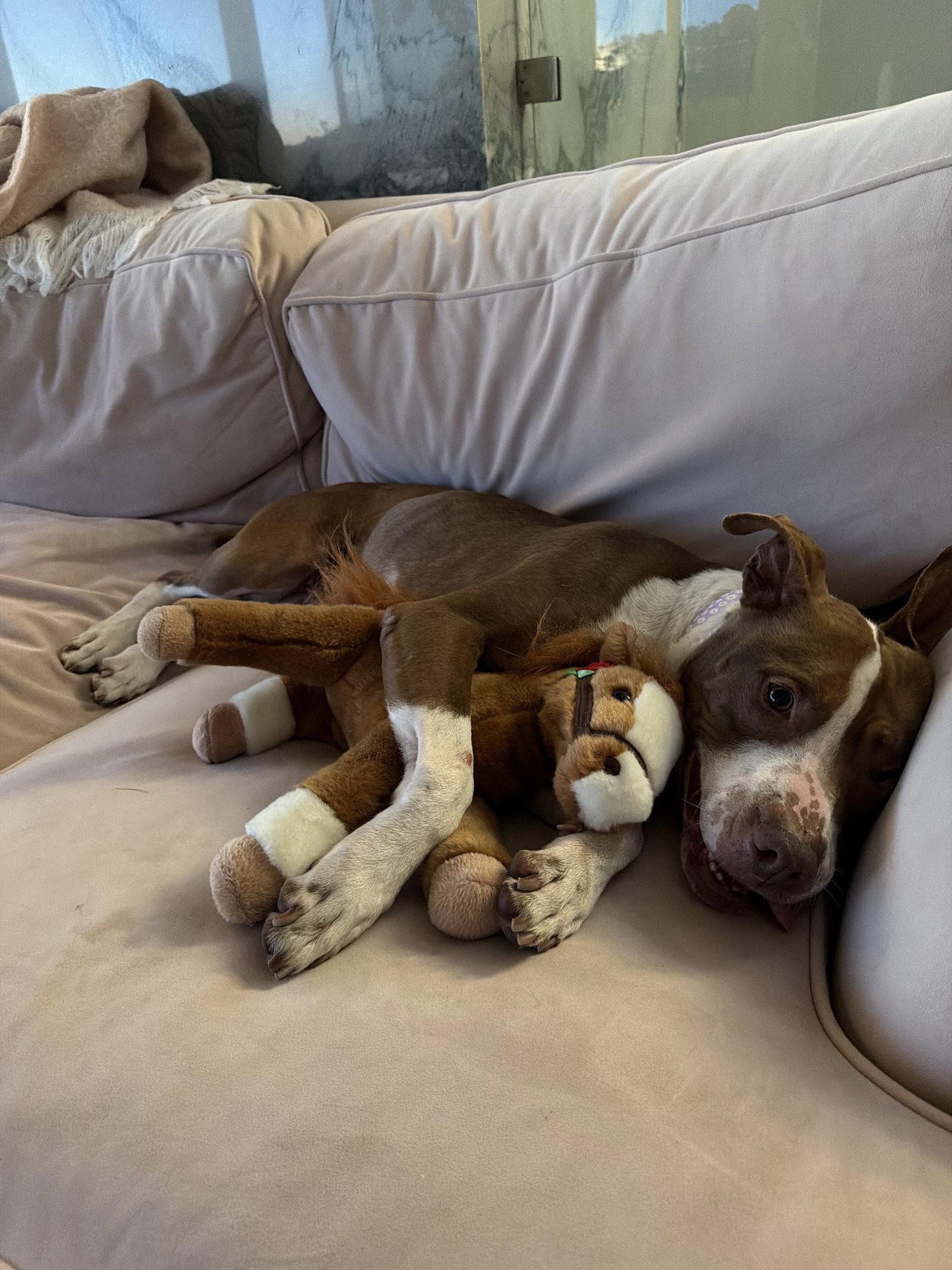 Enlarge Remi, a Adoptable Pit Bull Terrier in Sparks, NV image 4/4