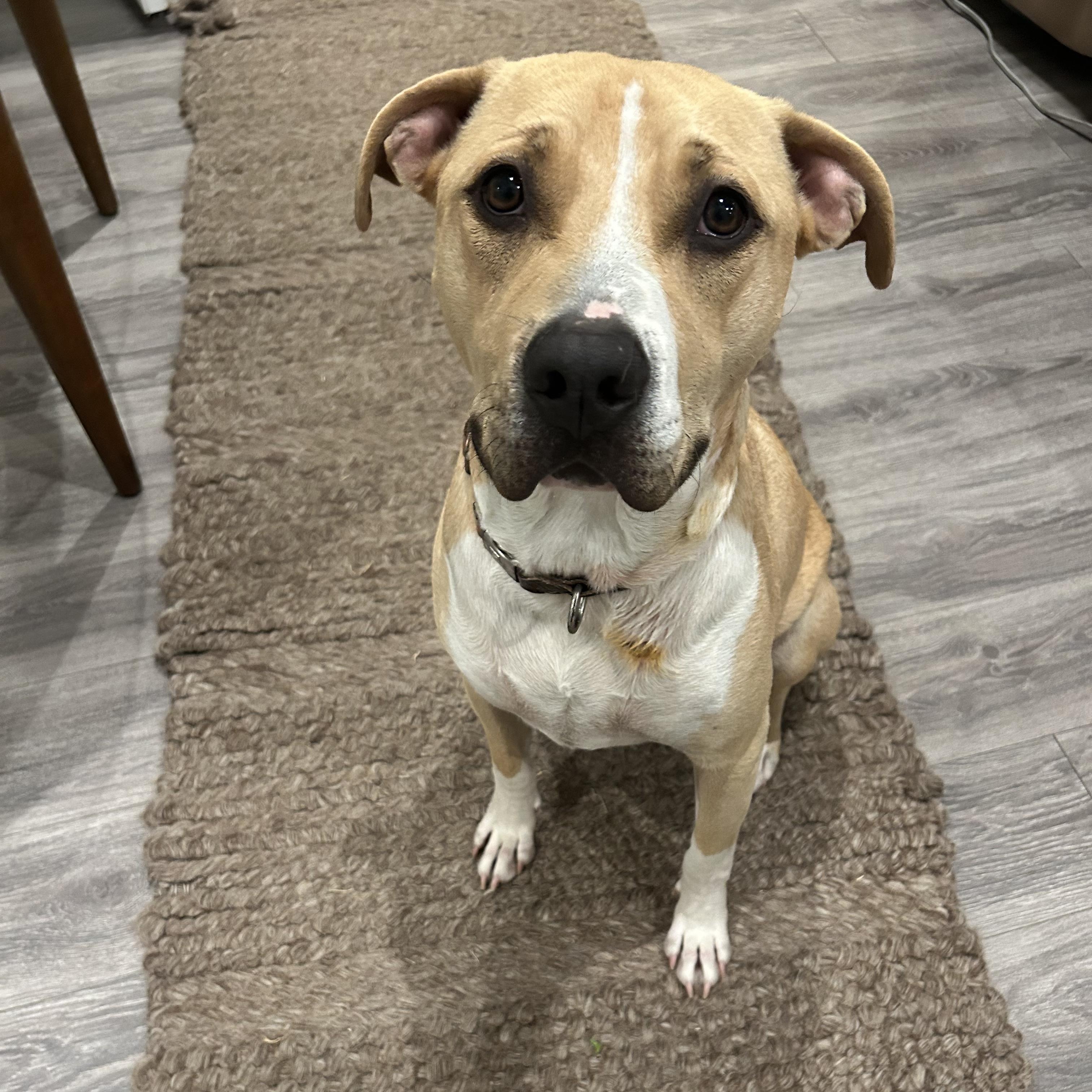 Brad the Pitbull, Adoptable, Adult Male Pit Bull Terrier & Shepherd.