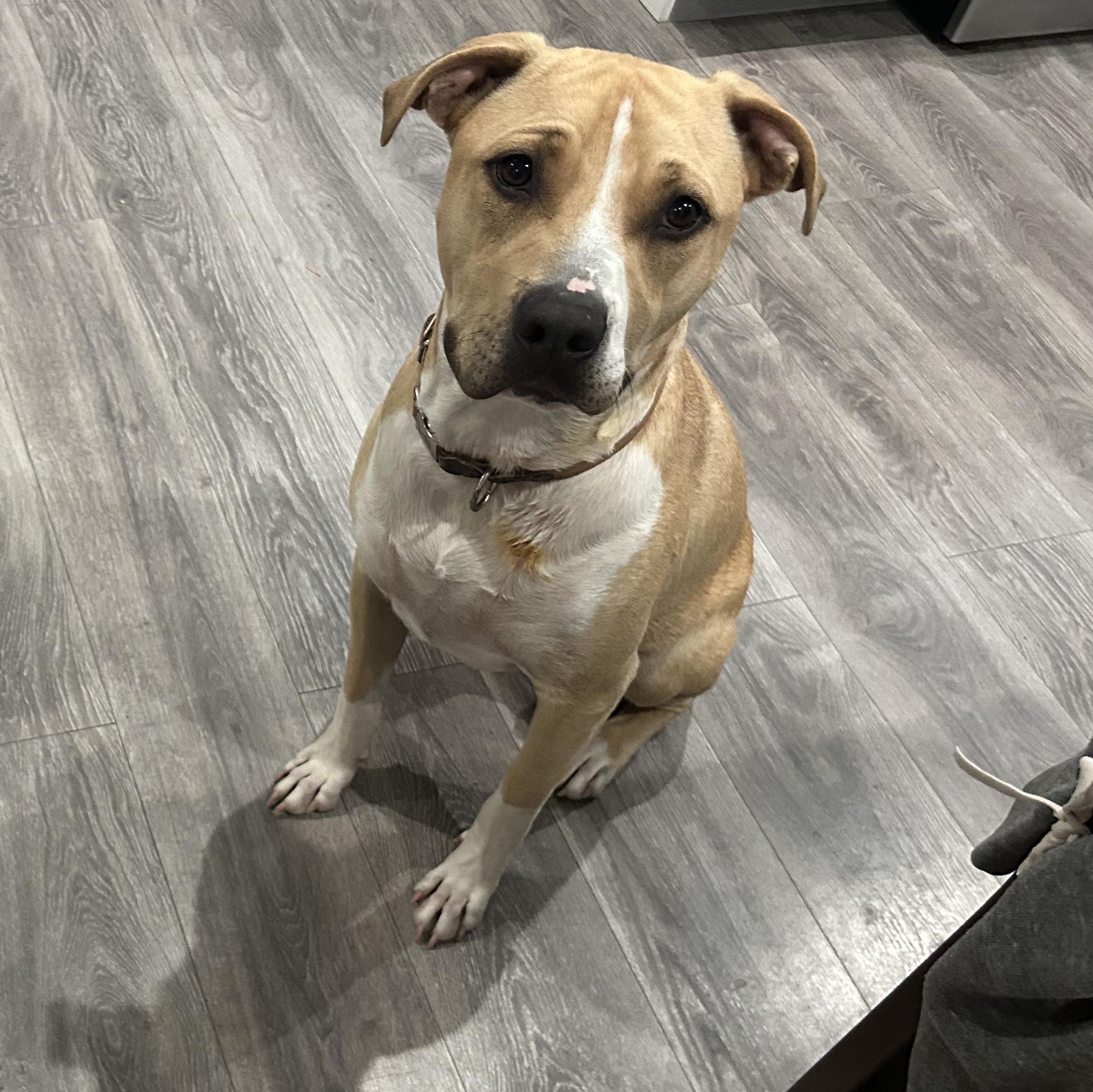 Enlarge Brad the Pitbull, a Adoptable mixed breed in Seal Beach, CA image 4/6