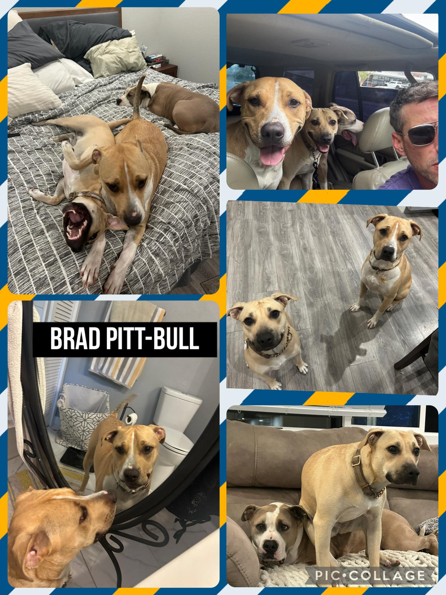 Brad the Pitbull