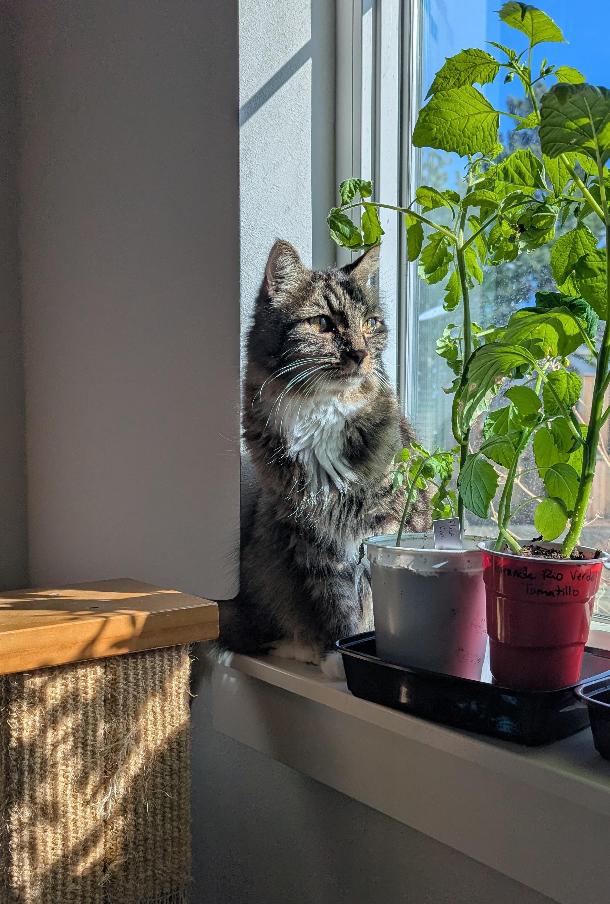 Enlarge Ted, a ADOPTABLE Domestic Long Hair in West Richland, WA image 4/4