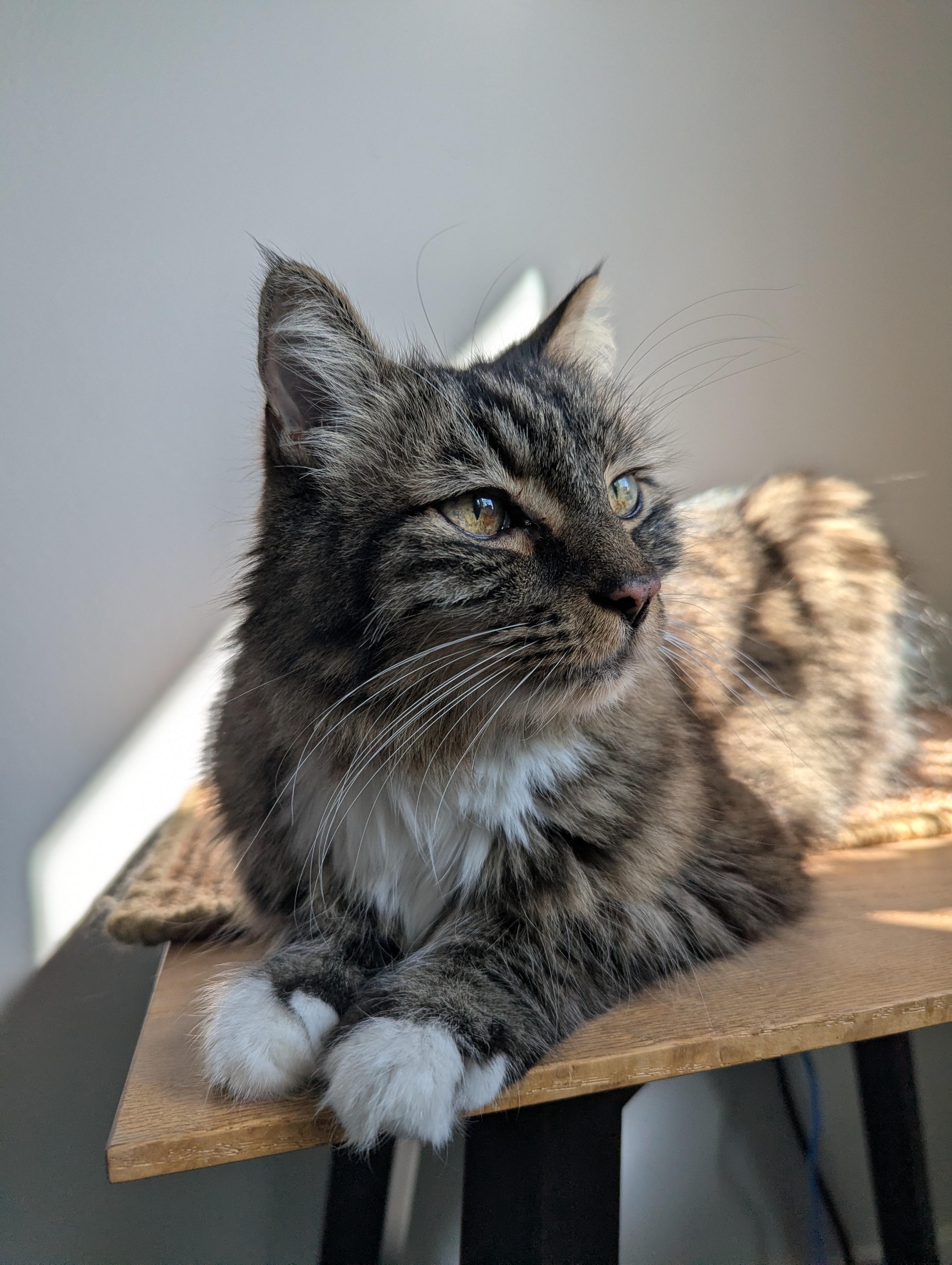 Enlarge Ted, a ADOPTABLE Domestic Long Hair in West Richland, WA image 3/4