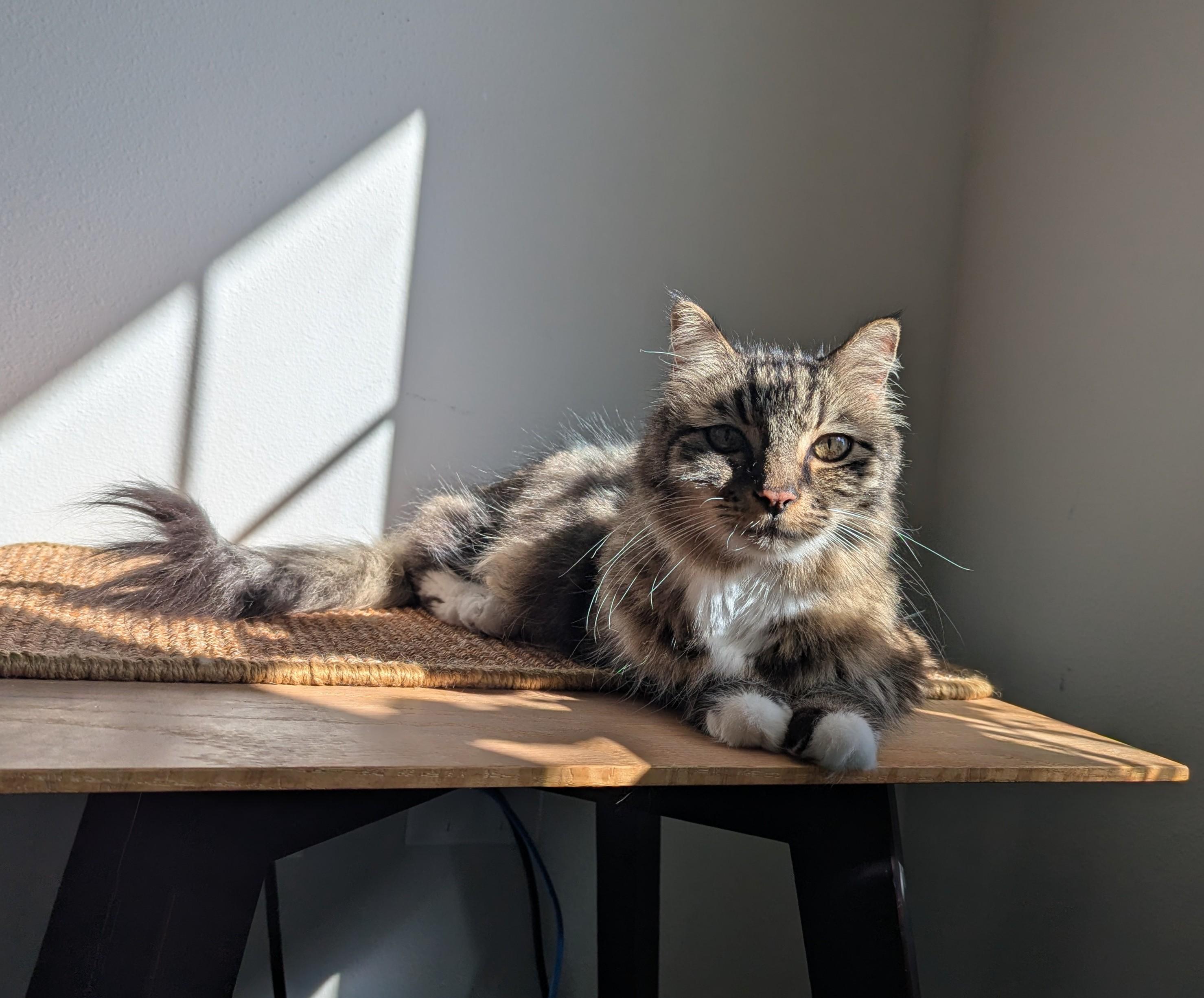 Enlarge Ted, a ADOPTABLE Domestic Long Hair in West Richland, WA image 1/4