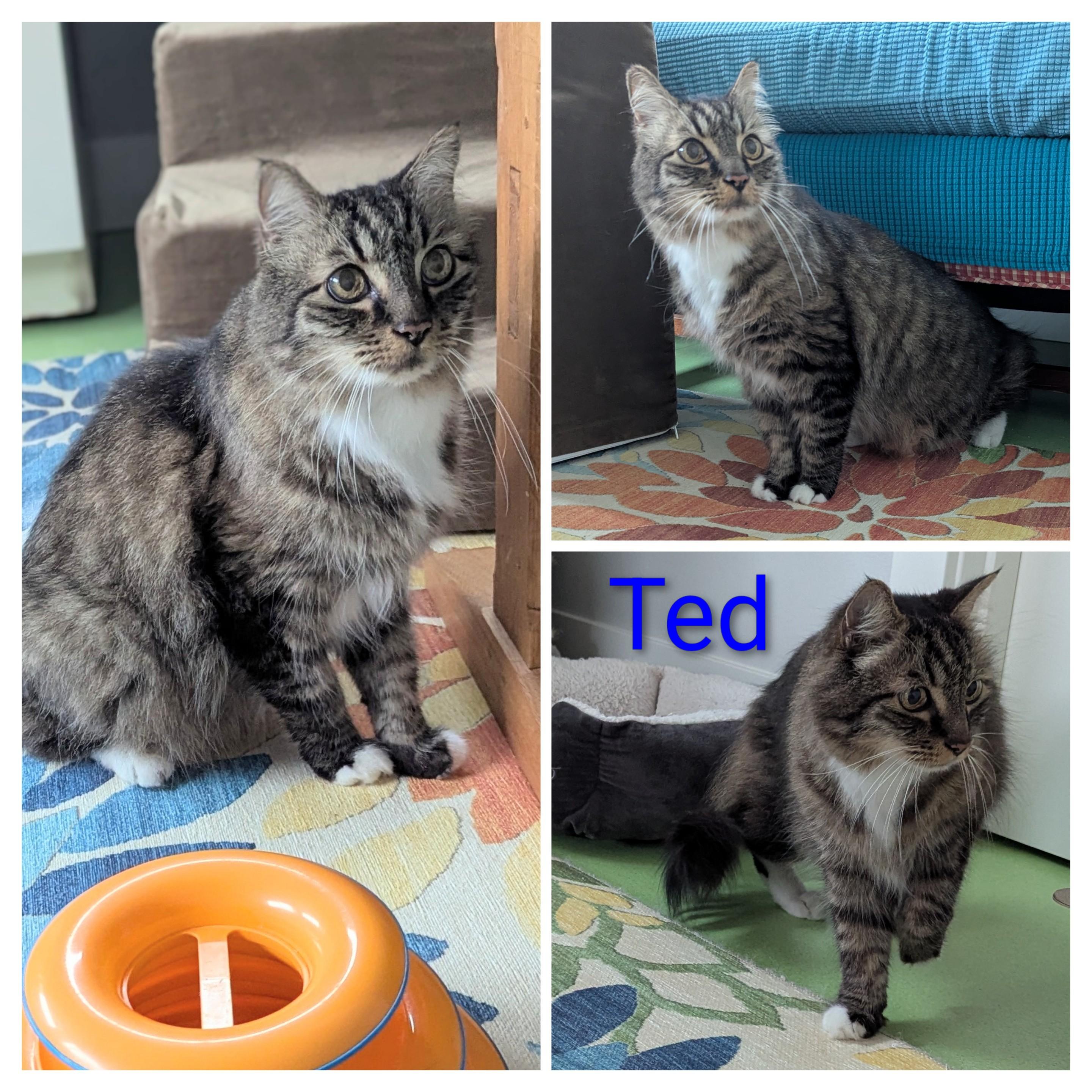 Enlarge Ted, a ADOPTABLE Domestic Long Hair in West Richland, WA image 2/4