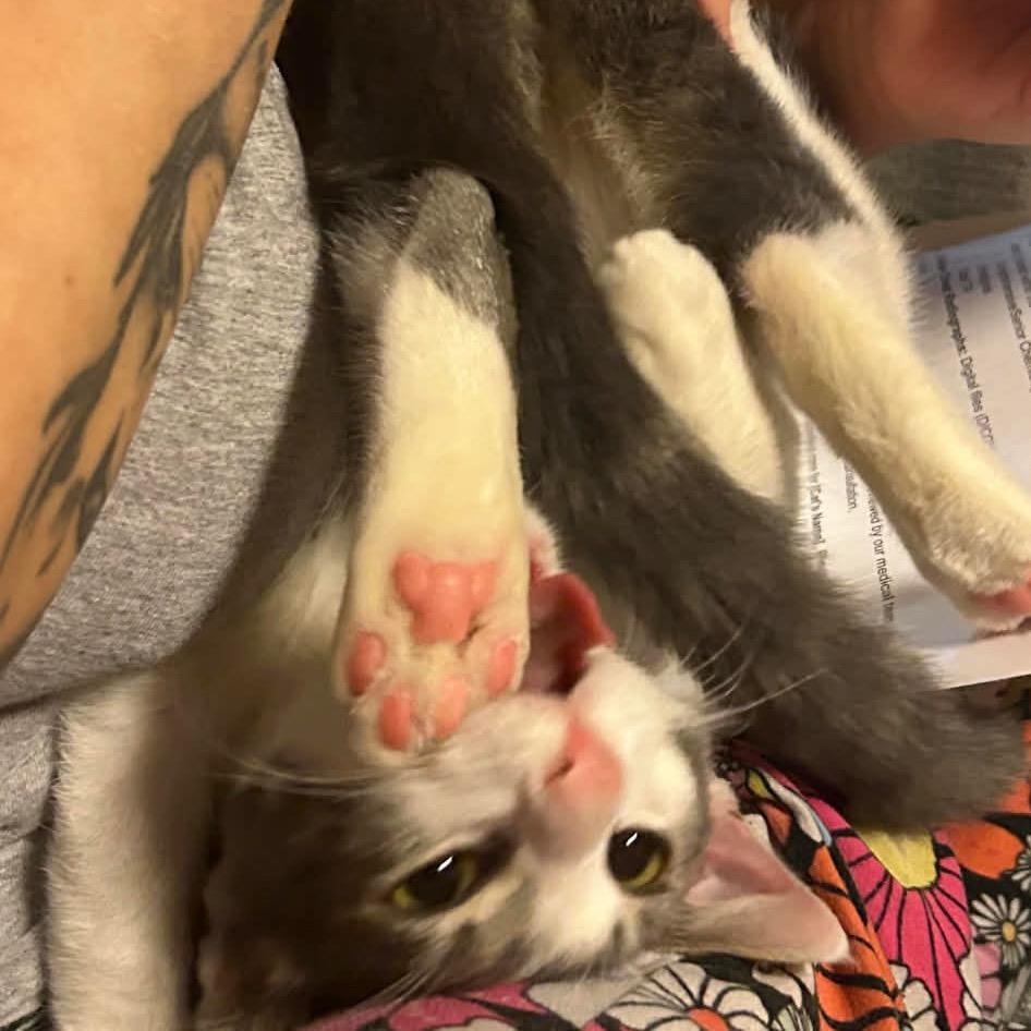 Emily, Adoptable, Young Female Domestic Short Hair.