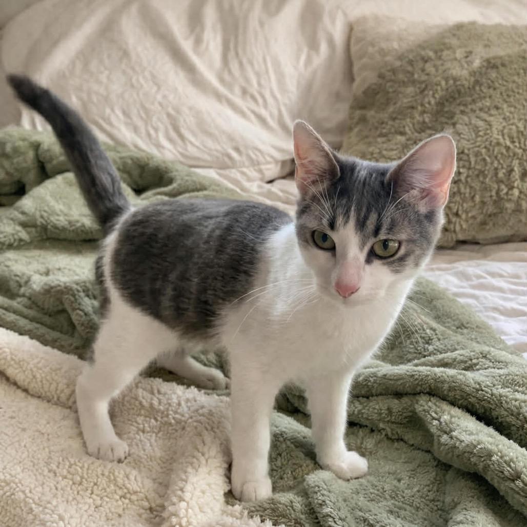 Emily, a Adoptable Domestic Short Hair in Woodstock, GA image 2/2