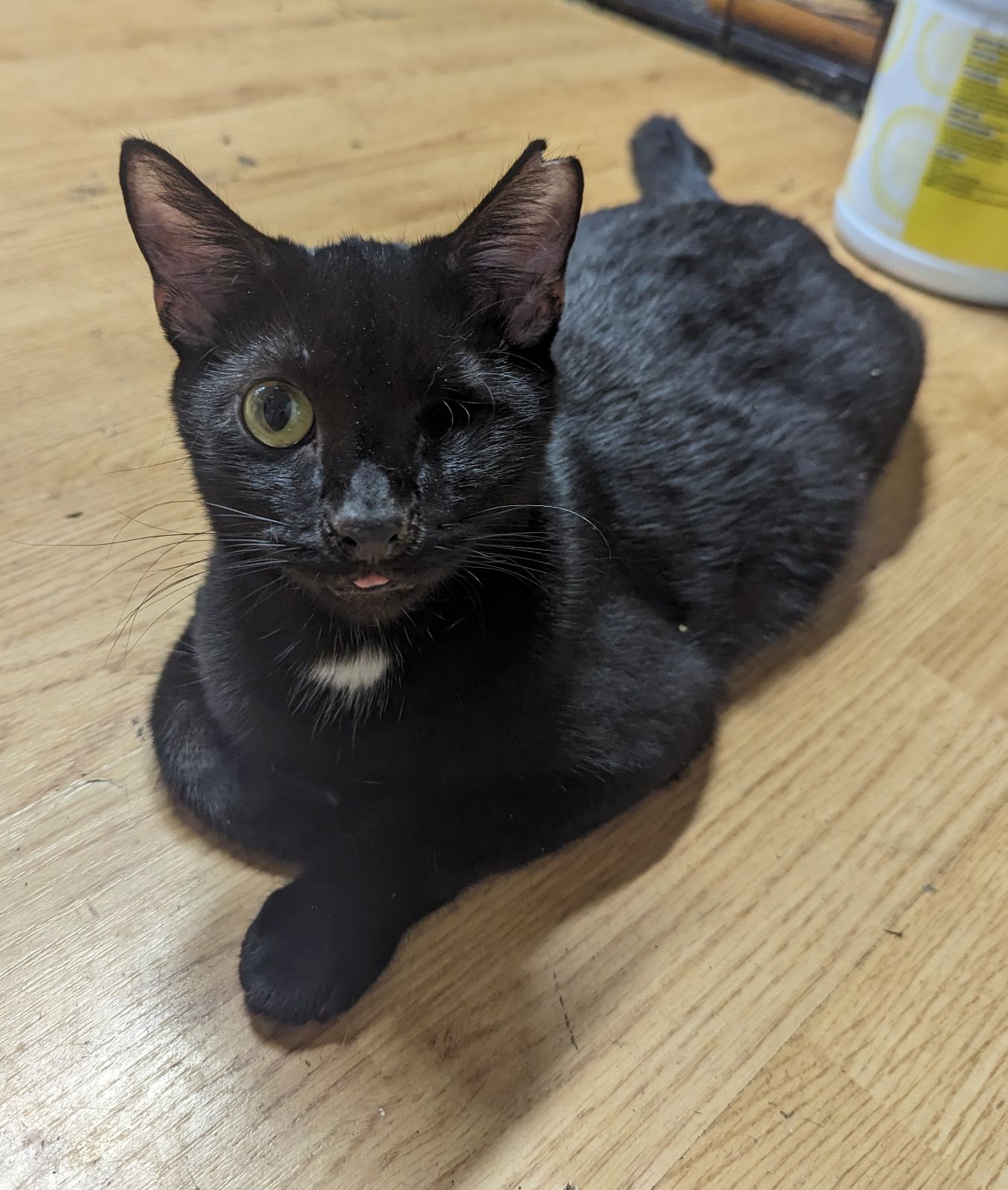 Cat for adoption Hawkeye & Houligan BONDED PERFECTLY IMPERFECT, a