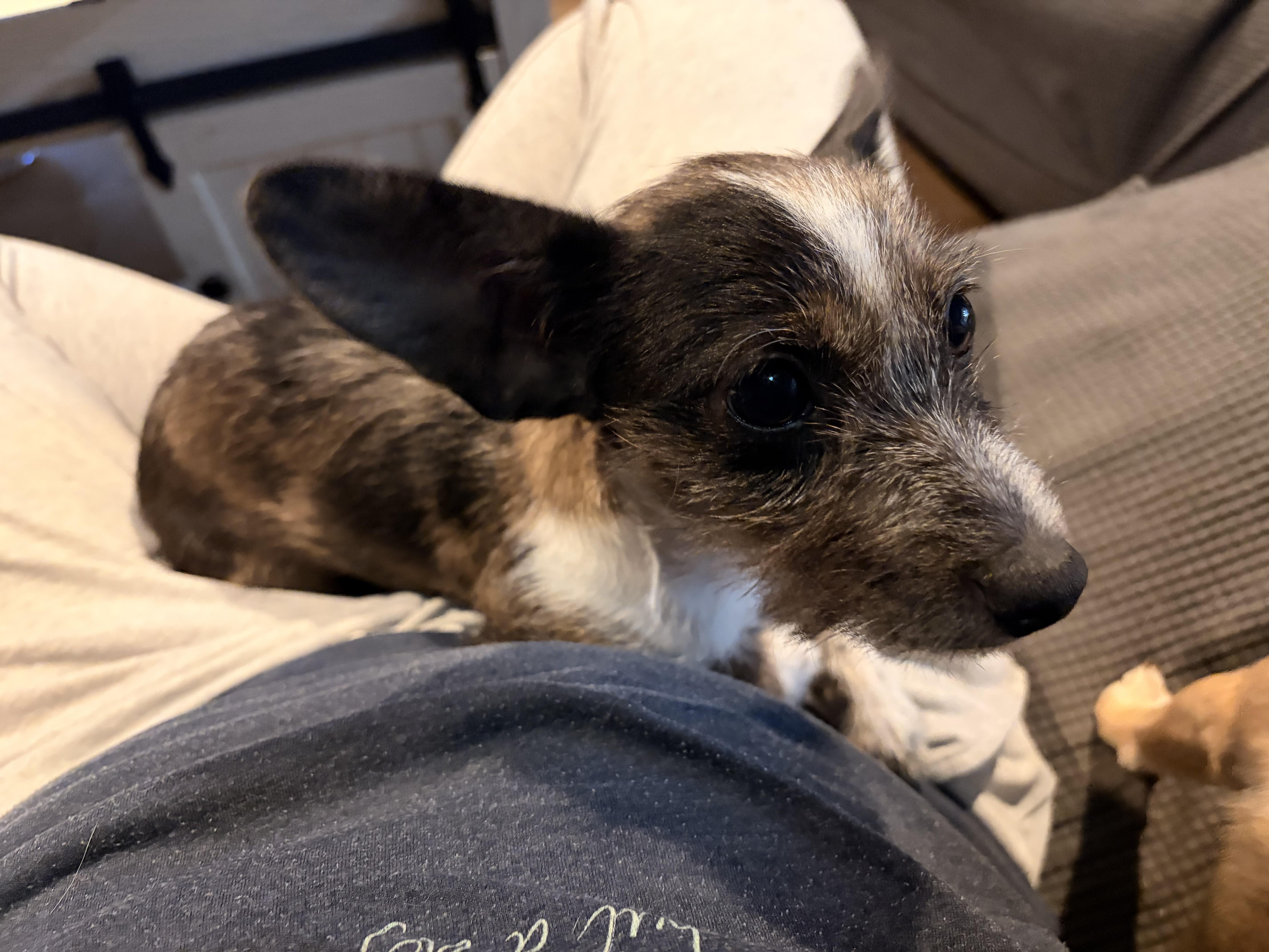 Enlarge Winnie, a Adoptable mixed breed in Byron, IL image 4/5