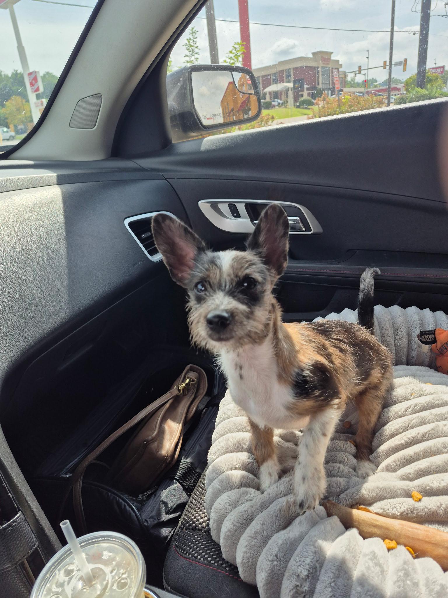 Enlarge Winnie, a Adoptable mixed breed in Byron, IL image 5/5