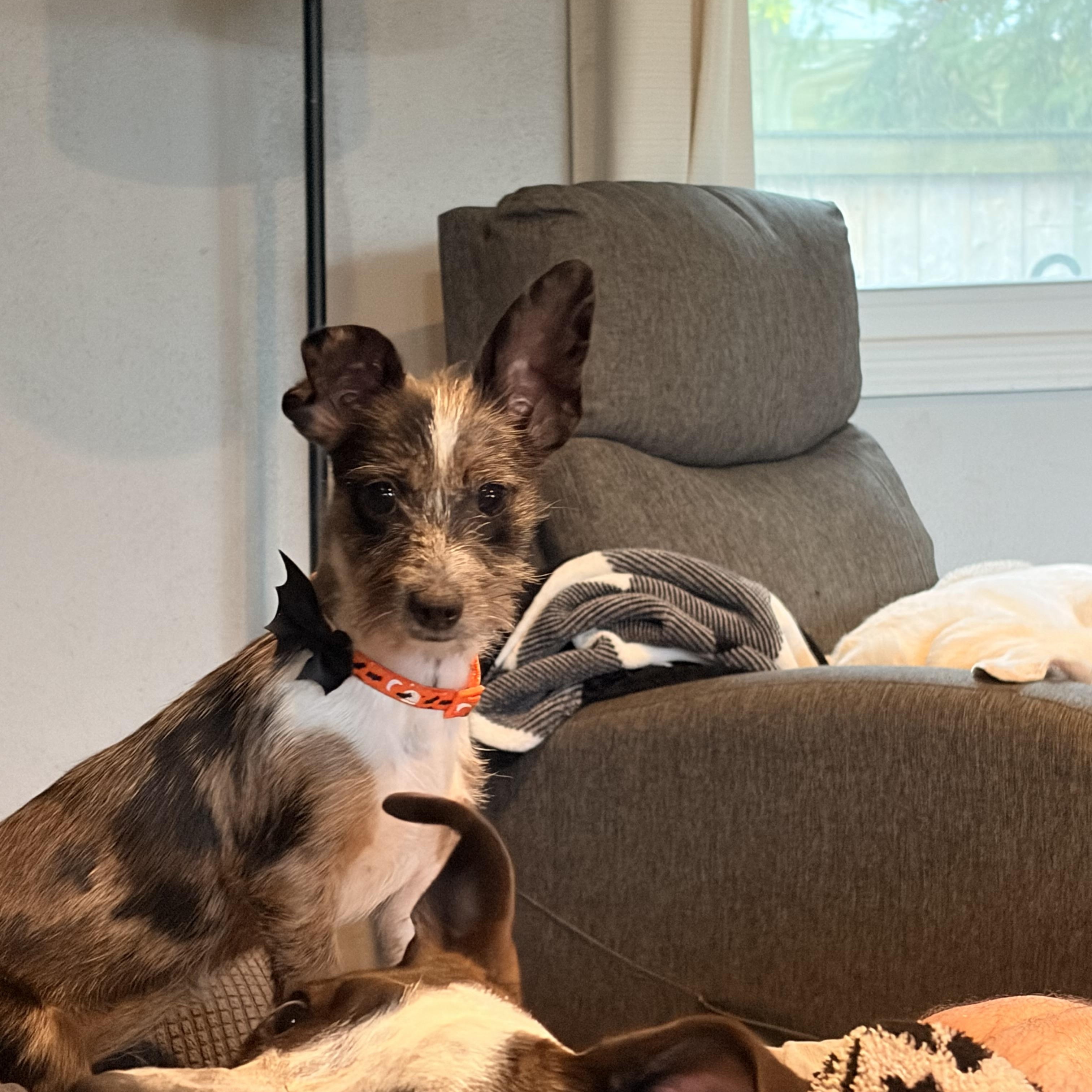 Enlarge Winnie, a Adoptable mixed breed in Byron, IL image 3/5